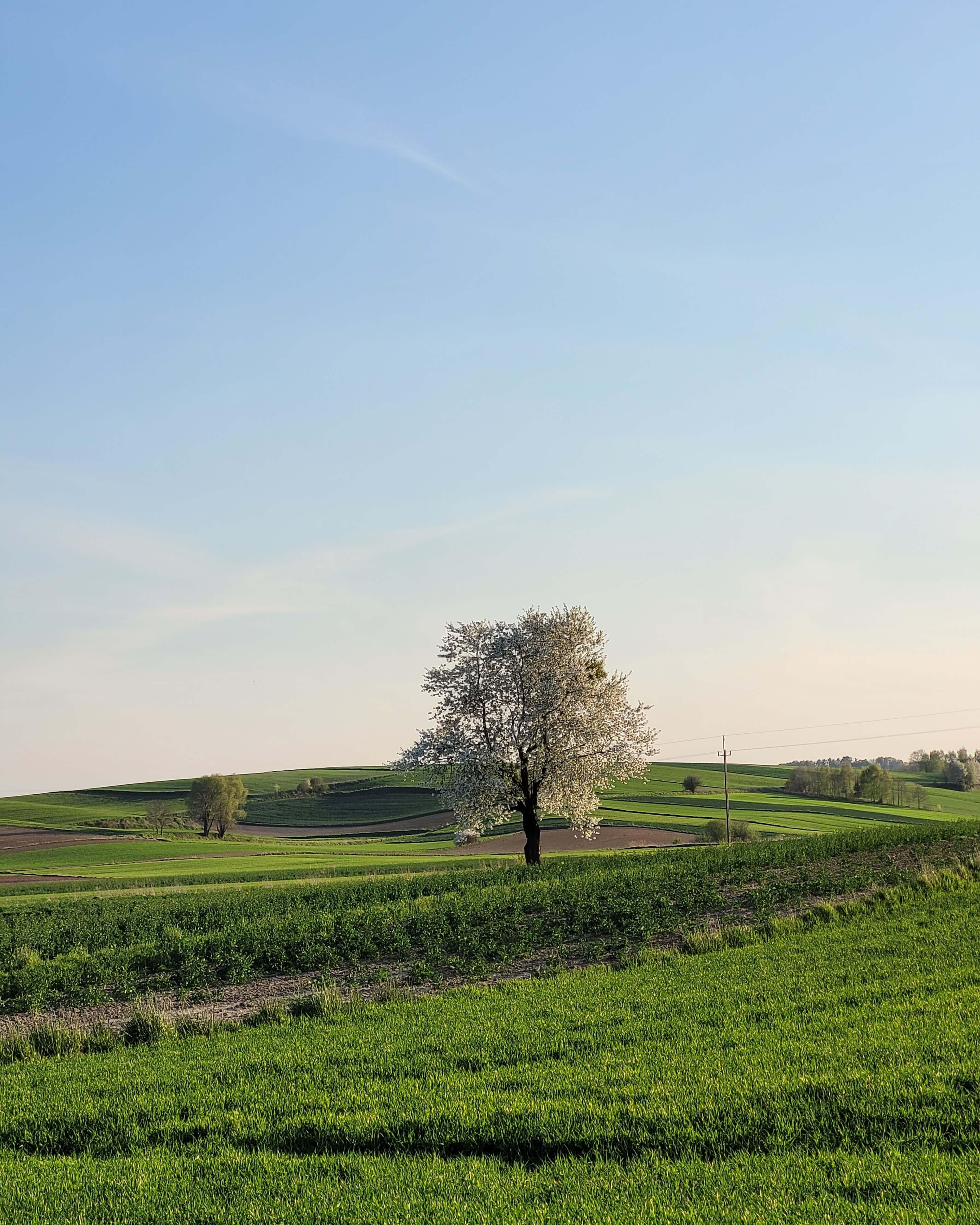 Drzewo stojące pośrodku zielonego pola na wsi. Korona drzewa jest pokryta jasnymi, białymi kwiatami. W tle rozciągają się lekko pofalowane pola uprawne, na których widoczna jest jeszcze jedna kępa drzew i słup elektryczny.